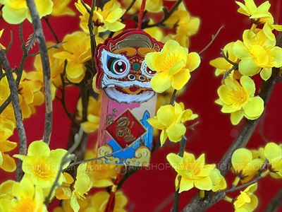 Cây Mai Vàng thân gỗ Cao 130 - 140cm CAYCANH-TET-02